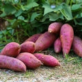 Dark Pink Sweet Potato Seeds for Planting – Heirloom Non‑GMO High Germination Organic Garden Seeds for High‑Yield