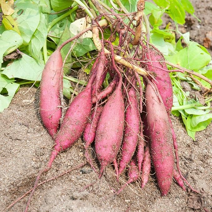 Light Violet Sweet Potato Seeds for Planting  Heirloom Non-GMO High G   Earthechoseeds