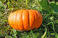 Orange Giant Pumpkin Vegetable Seeds for Planting – Heirloom & Non-GMO Seeds