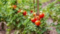 Giant Tomato Seeds – Heirloom Non-GMO Large Juicy Vegetable Garden Seeds for Planting, Organic Garden Seeds