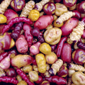 Fingerling Potato Mixed Variety Seeds for Planting – Heirloom, Non-GMO, Gourmet Tuber – High Germination