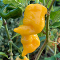 Trinidad Yellow Pepper Seeds – Heirloom Non-GMO Hot Caribbean Chili Pepper Seeds for Planting, Organic Garden Seeds