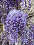 Flower Seeds, Seeds,Seeds For Planting,Plant Seeds