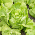 Vegetable Seeds,Garden seeds, Seeds For Planting,Plant Seeds