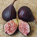 Fruit Seeds,Garden seeds, Seeds For Planting,Plant Seeds