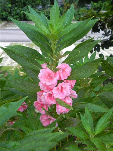 Peach Balsam Flower Seeds – Heirloom, Non-GMO, High Germination Organic Garden Seeds for Planting