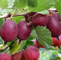 Fruit Seeds,Garden seeds, Seeds For Planting,Plant Seeds