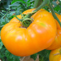 Vegetable Seeds,Garden seeds, Seeds For Planting,Plant Seeds