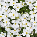White Aubrieta Cultorum Flower Seeds for Planting – Heirloom, Non-GMO, Ground Cover Organic Garden Seeds