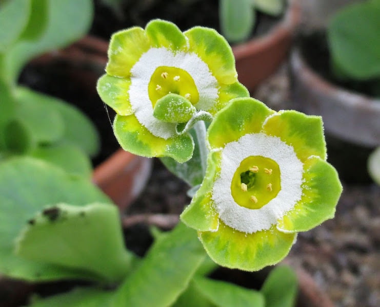 Green White Primula Flower Seeds  Heirloom & Non-GMO  Earthechoseeds