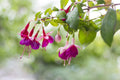 Flower Seeds, Seeds,Seeds For Planting,Plant Seeds