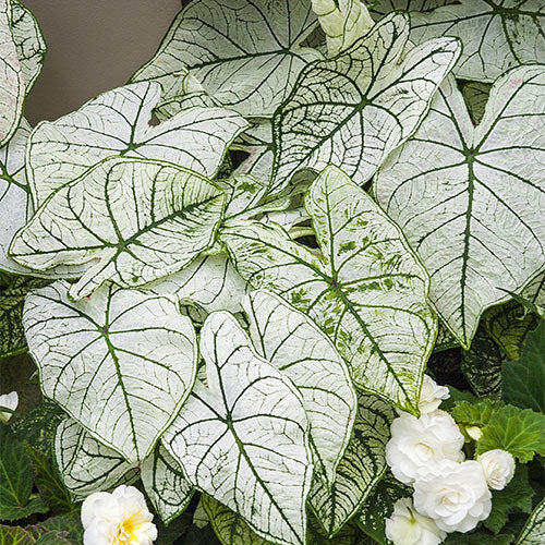 caladium plant seeds Caladium Bicolor White Green Flower Seeds for Planting – Heirloom, Non-GMO, High Germination Organic Garden Seeds