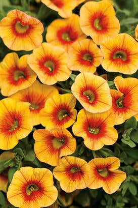 Orange Yellow Petunia Flower Seeds – Heirloom, Non-GMO, High Germination Organic Garden Seeds for Planting