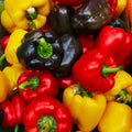 Mixed Bell Pepper Seeds for Planting – Heirloom, Non-GMO, Colorful Vegetable Garden Seeds – High Germination