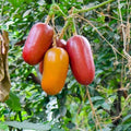 Cassabanana (Sicana Odorifera) Seeds for Planting – Heirloom, Non-GMO, Fragrant Tropical Vine – High Germination