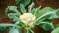 Self Blanching Cauliflower Seeds for Planting – Heirloom, Non-GMO, Compact Vegetable – High Germination