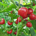 Vegetable Seeds,Garden seeds, Seeds For Planting,Plant Seeds