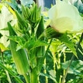Clemson Spineless Okra Seeds for Planting – Heirloom, Non-GMO, Tender High-Yield Garden Vegetable – High Germination
