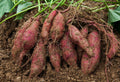 Japanese Pink Sweet Potato Seeds for Planting – Heirloom, Non-GMO, Nutritious Root Crop – High Germination