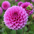Flower Seeds, Seeds,Seeds For Planting,Plant Seeds