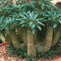 Herb Seeds,Garden seeds, Seeds For Planting,Plant Seeds
