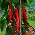 Salkim Biber Pepper Seeds for Planting – Heirloom, Non-GMO, Unique Turkish Peppers – High Germination