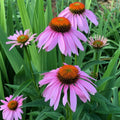 Flower Seeds, Seeds,Seeds For Planting,Plant Seeds
