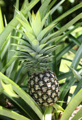 Fruit Seeds,Garden seeds, Seeds For Planting,Plant Seeds