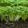 Green Cress Herb Seeds – Heirloom, Non-GMO Seeds for Planting Flavorful Culinary Herbs