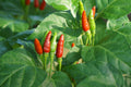 Thai Dragon Chili Pepper Seeds for Planting – Heirloom, Non-GMO, Hot Asian Pepper – High Germination