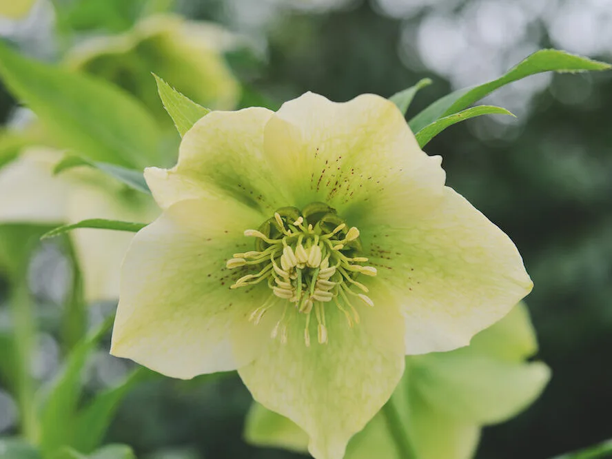 hellebore flower seeds Hellebore Light Green Flower Seeds for Planting