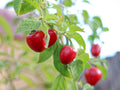 Heirloom Non-GMO Rocoto Red Manzano Pepper Seeds for Planting – Hot Chili Garden Seeds