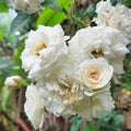 Flower Seeds, Seeds,Seeds For Planting,Plant Seeds
