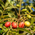 Fruit Seeds,Garden seeds, Seeds For Planting,Plant Seeds