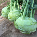 Vegetable Seeds,Garden seeds, Seeds For Planting,Plant Seeds
