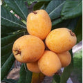 Fruit Seeds,Garden seeds, Seeds For Planting,Plant Seeds