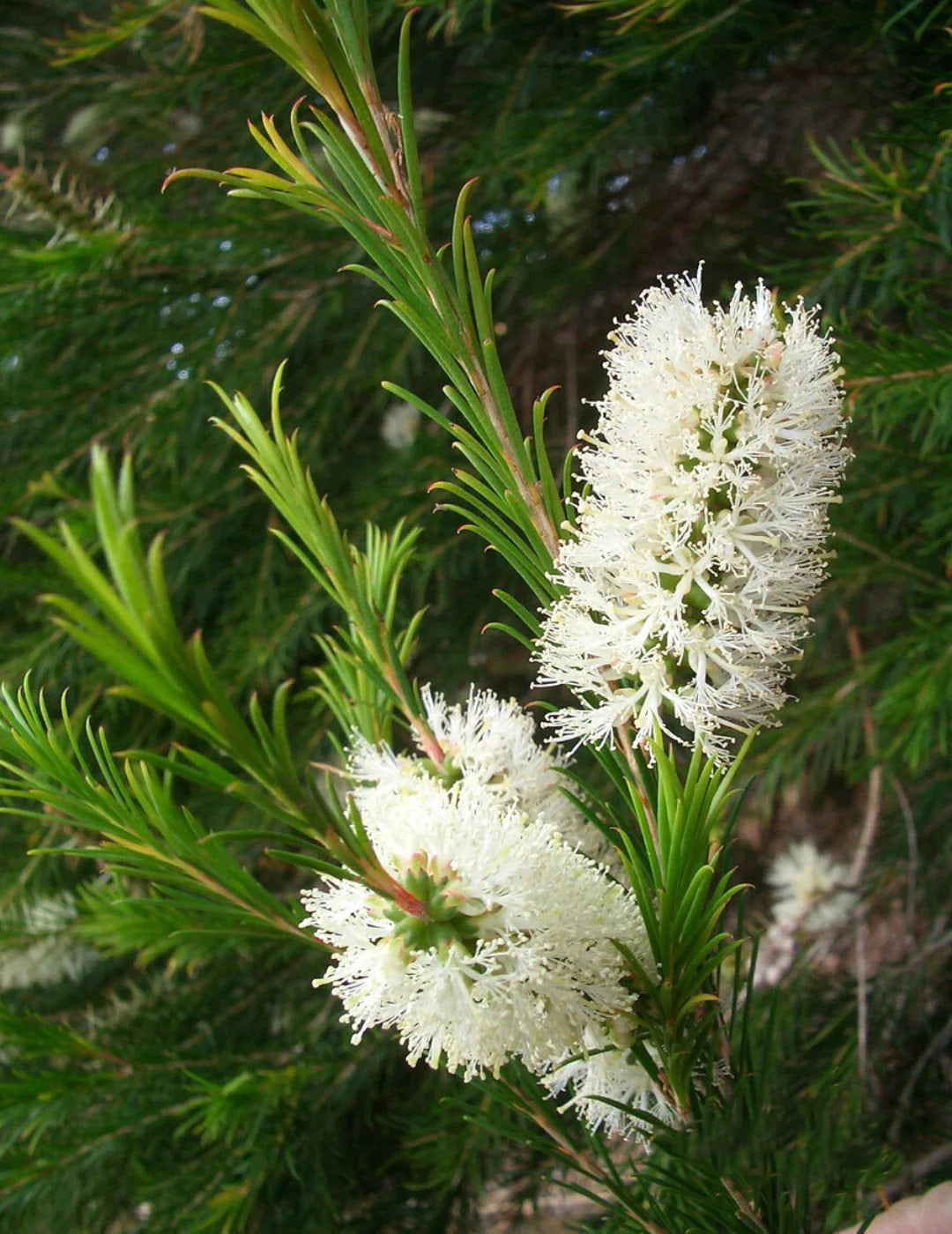 Bottle Brush Melaleuca Flower Seeds for Planting – Heirloom, Non-GMO, High  Germination Organic Garden Seeds