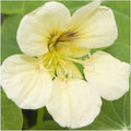 Flower Seeds, Seeds,Seeds For Planting,Plant Seeds