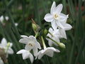 Flower Seeds, Seeds,Seeds For Planting,Plant Seeds