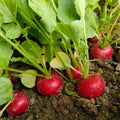 Confetti Mix Cherry Radish Seeds – Heirloom Non-GMO Organic Colorful Root Vegetable Seeds for Planting, High Germination