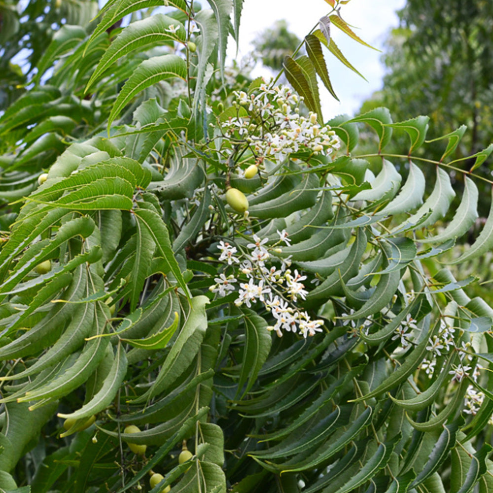 neem seed for planting Neem (Azadirachta indica) Seeds for Planting – Heirloom, Non-GMO Medicinal  Tree for Organic Gardening & Pest Control