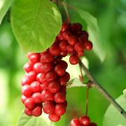 Red Schisandra fruit seeds for planting - Heirloom & Non-GMO Garden seeds, tangy berry variety for backyard gardens