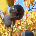 Japanese Black Persimmon fruit seeds for planting - Heirloom & Non-GMO garden seeds, exotic rich variety
