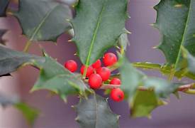Red Ilex plant seeds for planting - Heirloom & Non-GMO Garden seeds, hardy ornamental shrub variety for landscaping