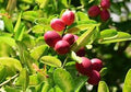 Miracle Fruit fruit seeds for planting – Heirloom & Non-GMO sweet flavor-changing berry garden seeds