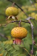 Wild Rosa Roxburghii fruit seeds for planting – Heirloom & Non-GMO garden seeds, nutrient-rich rose fruit