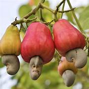 Cashew Nut fruit seeds for planting - Heirloom & Non-GMO Garden seeds, grow nutritious and tasty nuts at home