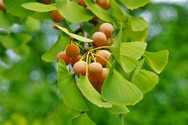 Ginkgo Biloba fruit seeds for planting - Heirloom & Non-GMO Garden seeds, ancient tree with unique garden appeal