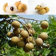 Dragon's Eye fruit seeds for planting - Heirloom & Non-GMO Garden seeds, exotic sweet rare fruit variety for gardens