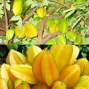 Star Fruit seeds for planting - Heirloom & Non-GMO Garden seeds, refreshing decorative tropical variety